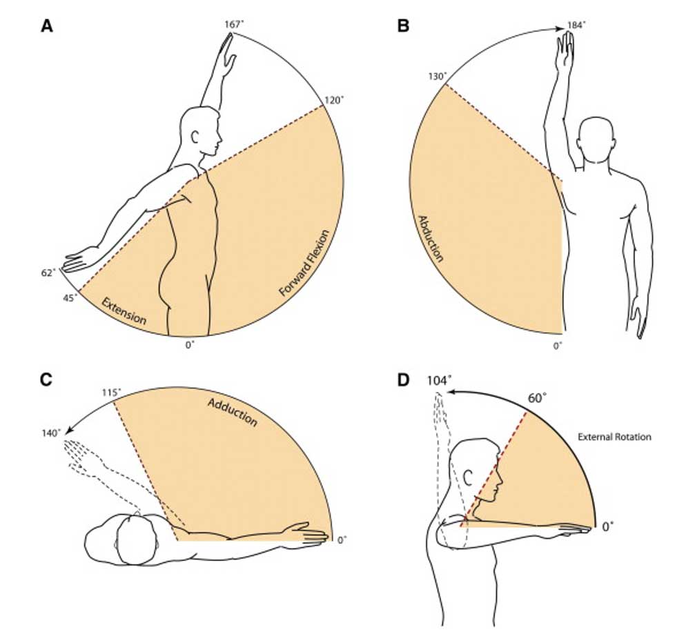 shoulder rotation and range of motion