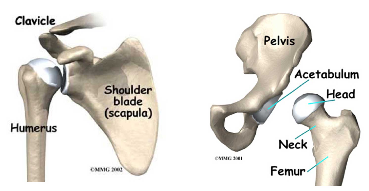 shoulder vs hip joints